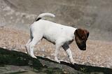 FOX TERRIER POIL LISSE 216